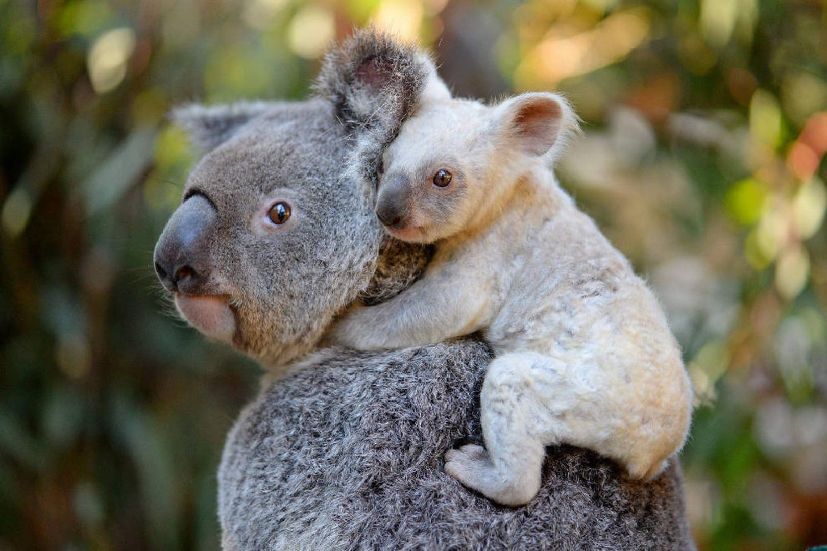 Nace una koala blanca, espécimen extremadamente raro, en un zoo de Australia