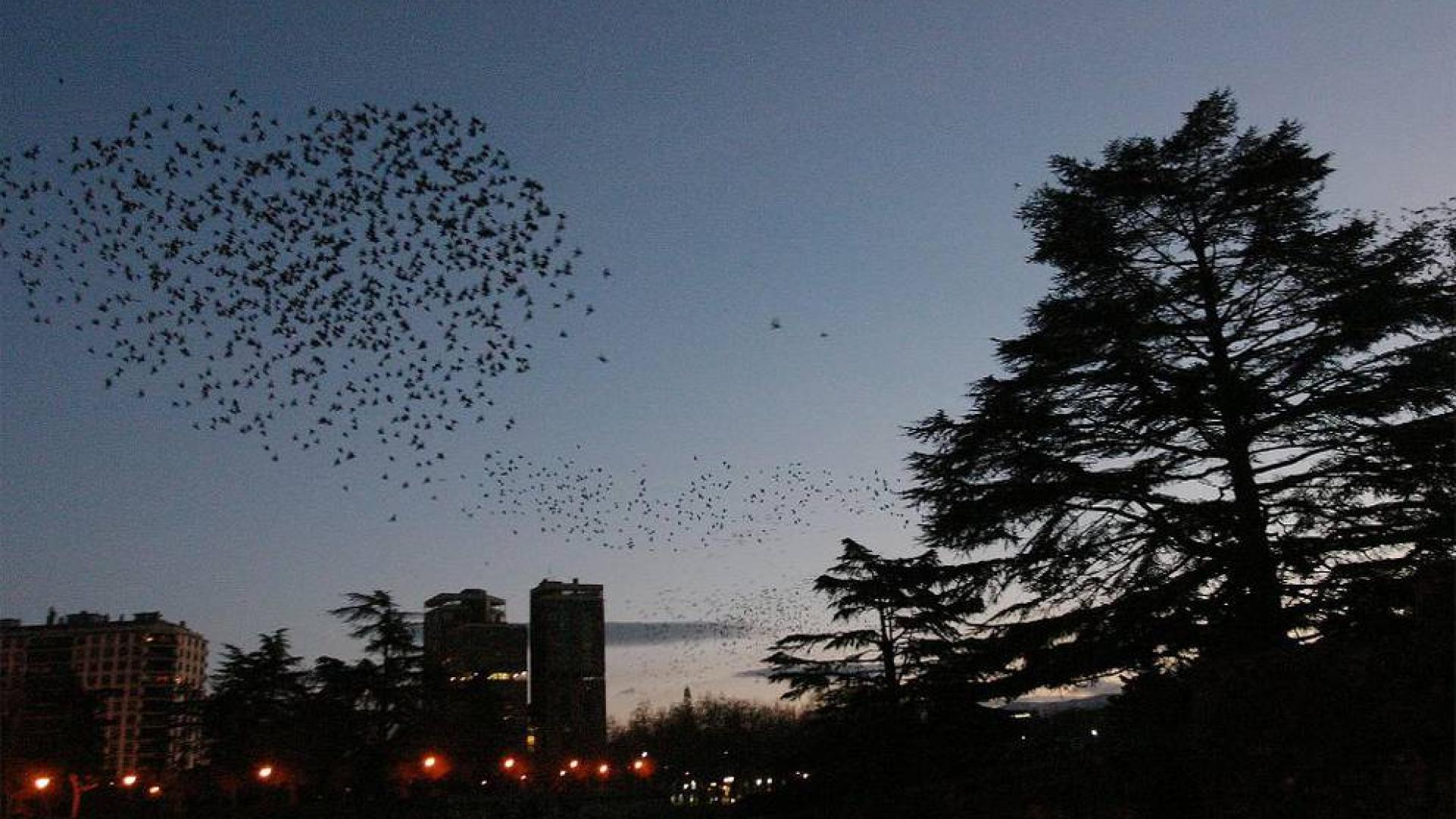 Una bandada de pájaros sobrevuela la Vuelta del Castillo al anochecer.