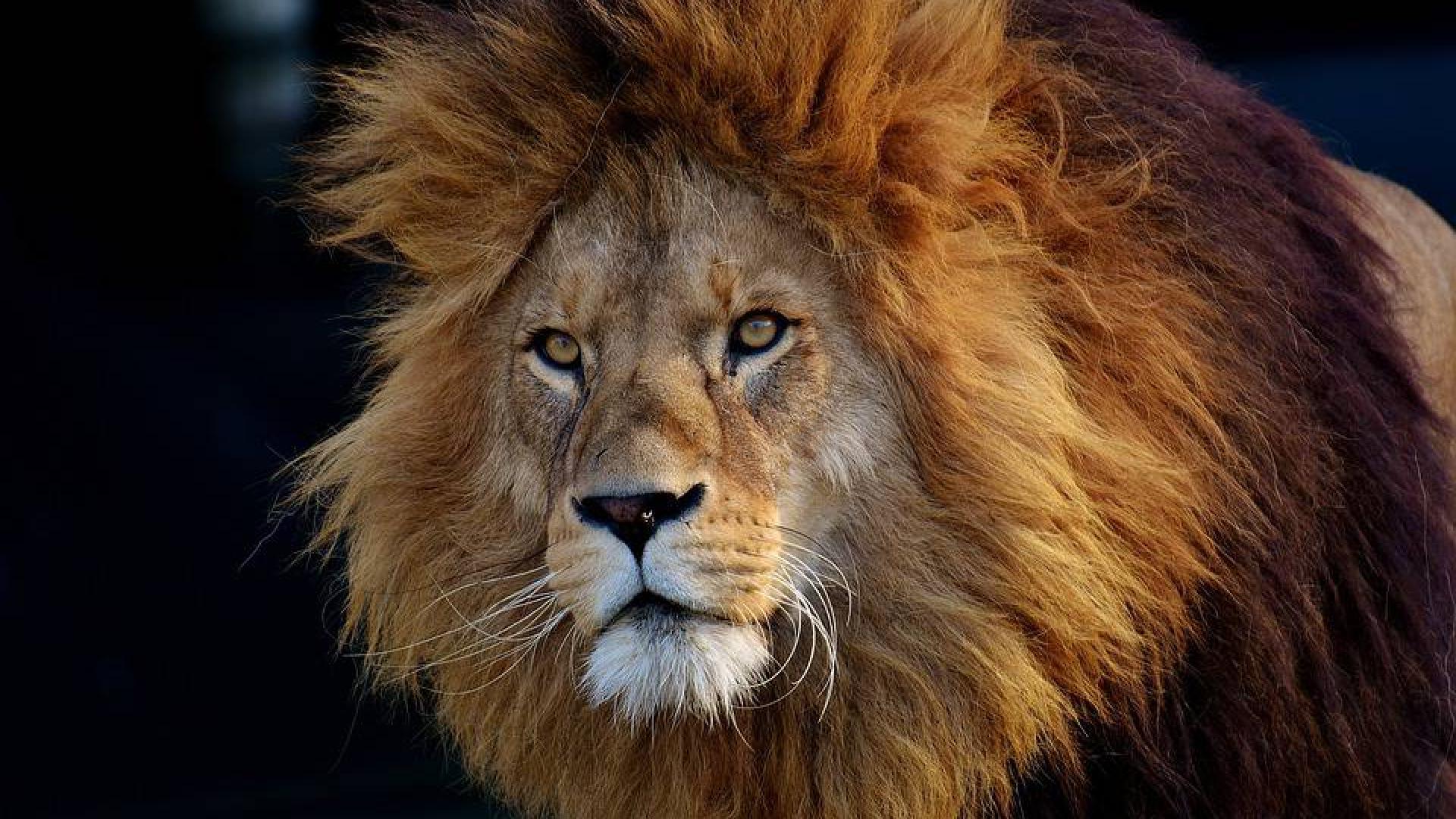 Unos 200 leones mueren cada año en Tanzania a manos de pastores