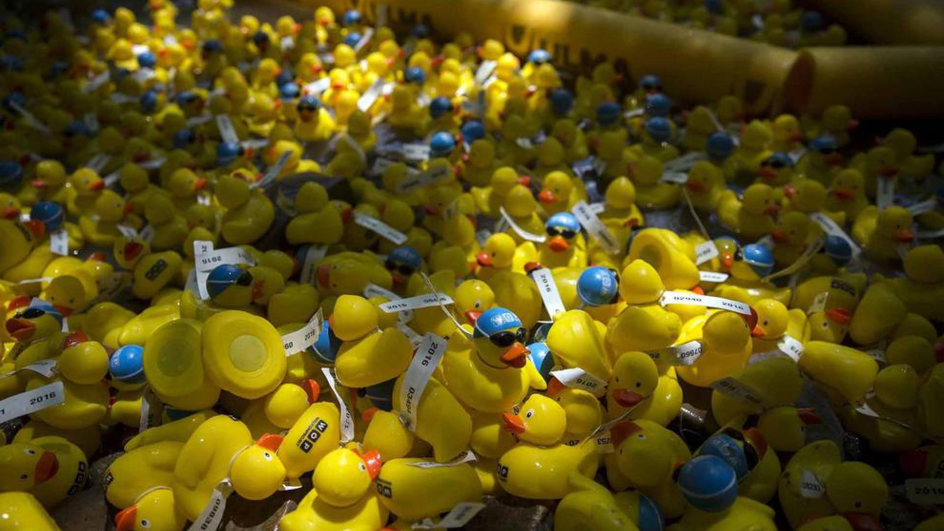 Una carrera de patitos de goma ha recorrido el río Arga en beneficio de la investigación de enfermedades neurodegenerativas