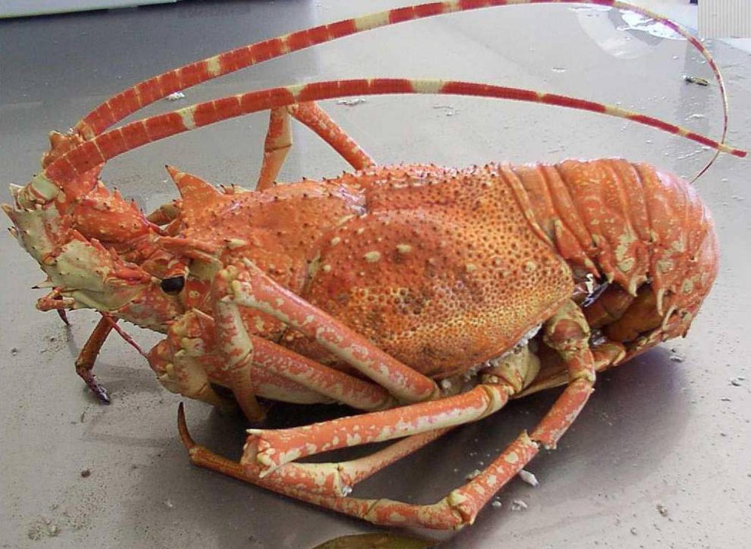 Langosta, cigalas y bogavante suben sus precios hasta un 50%
