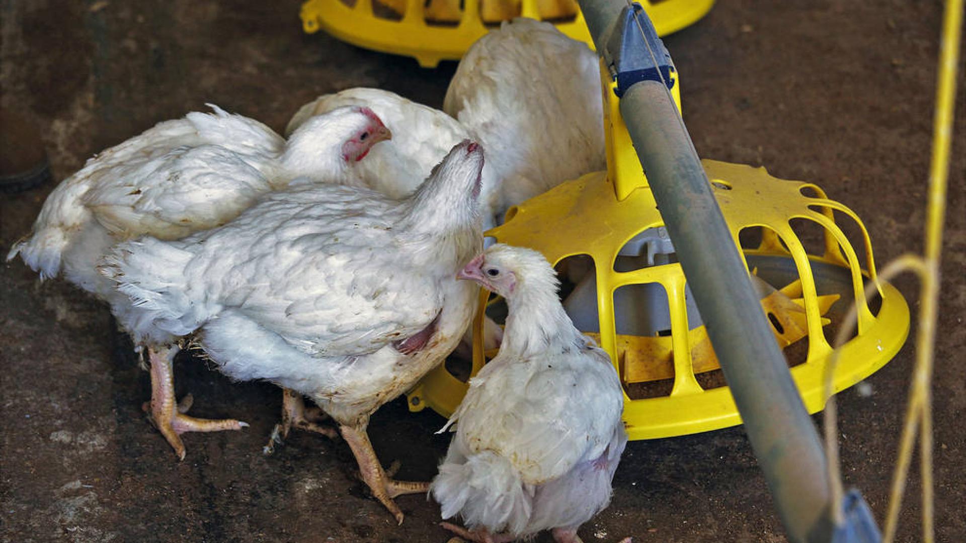 Varios pollos, en una granja.
