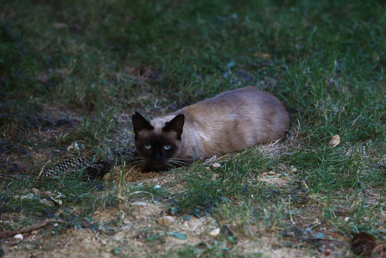 La multa de la colonia felina de la Txantrea