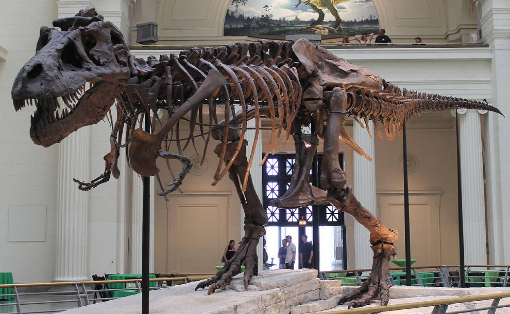 Las patas largas de Tiranosaurus rex eran para recorrer maratones