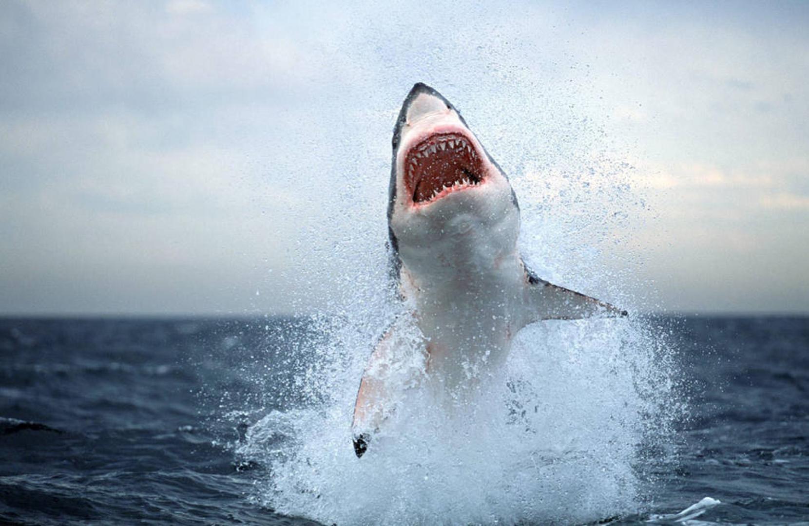 ​Un tiburón blanco mata a un recolector de vieiras en Australia