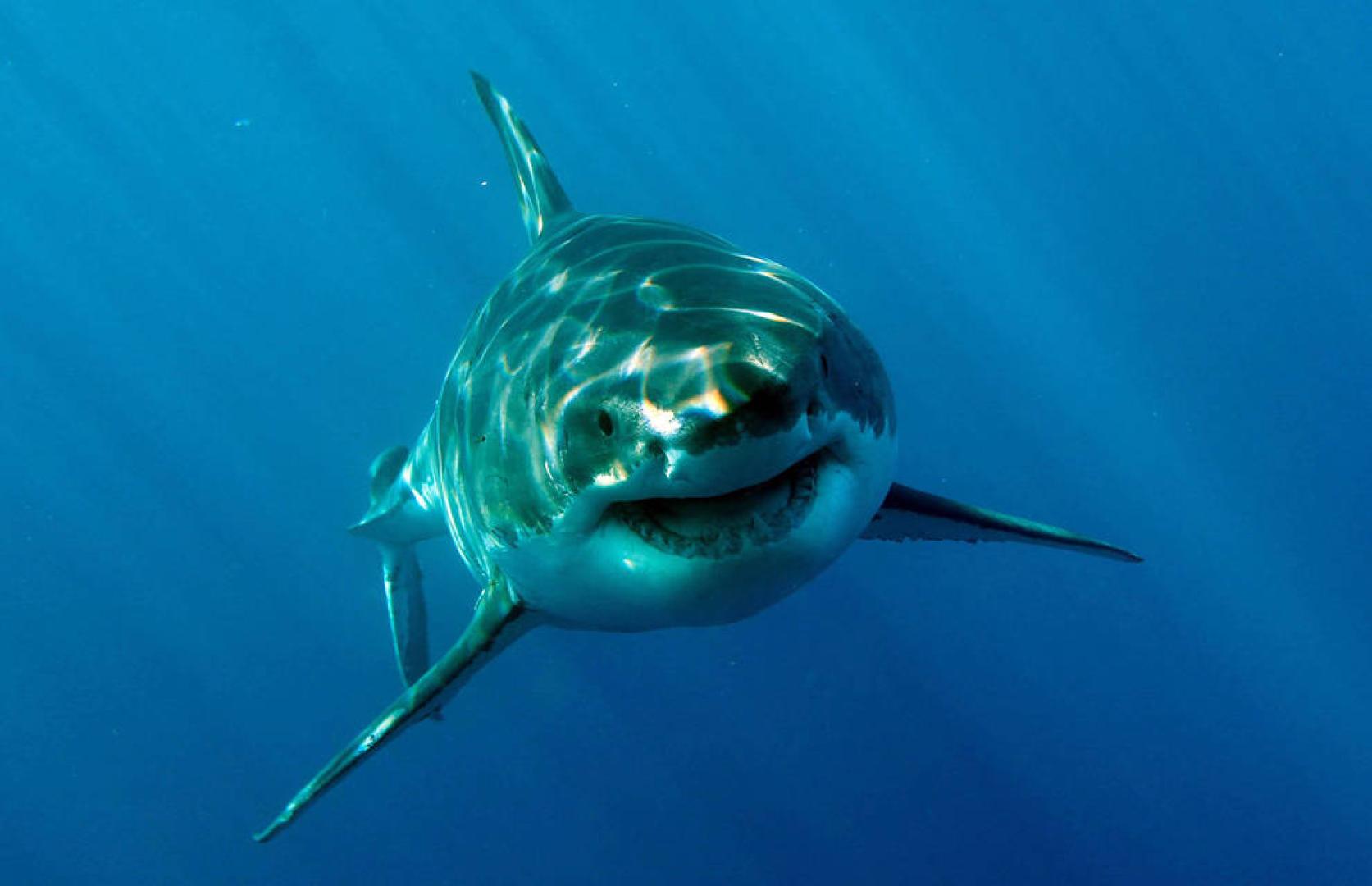 Muere una estadounidense en Bahamas al ser mordida por un tiburón