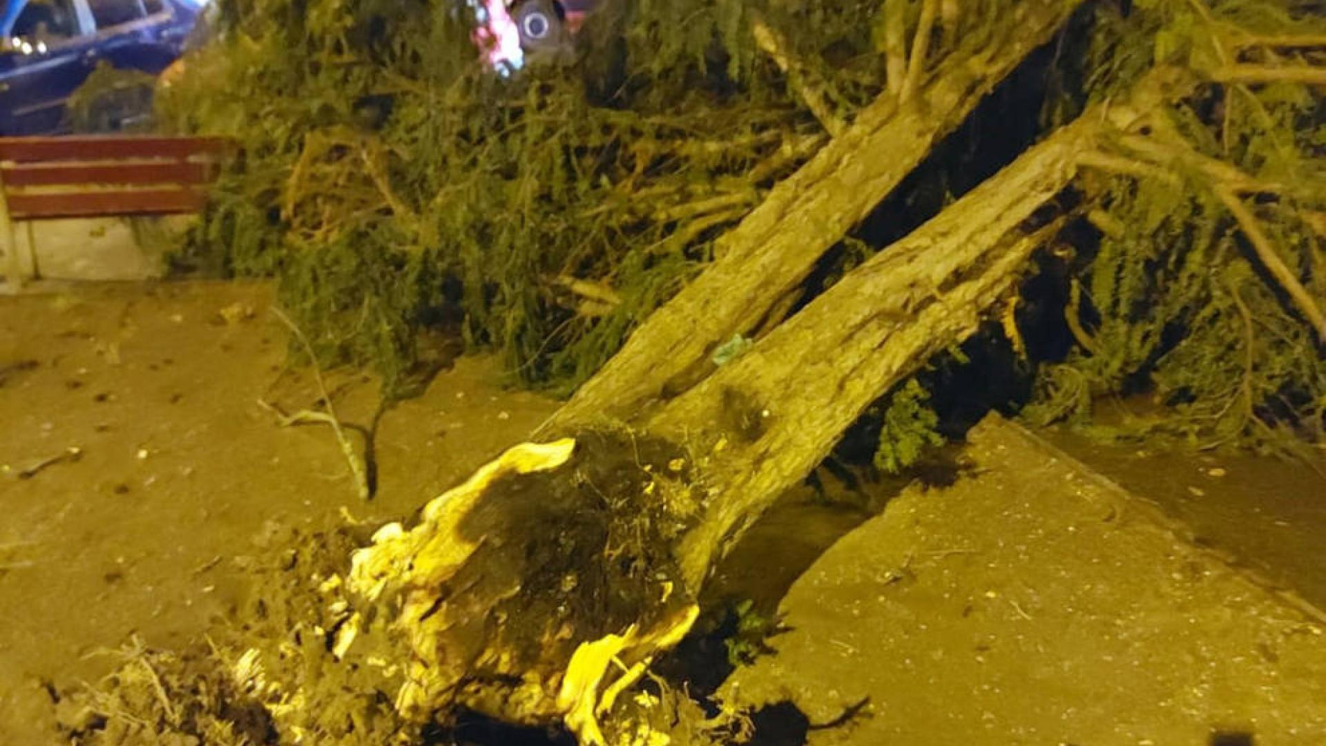 El viento ha causado diversas incidencias y caídas de árboles esta pasada madrugada en Pamplona