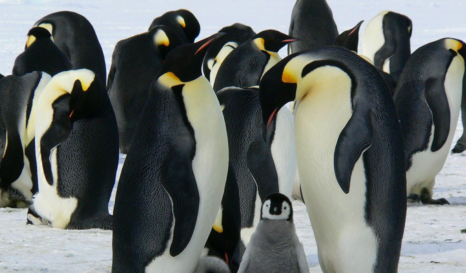 Imagen de archivo de pingüinos