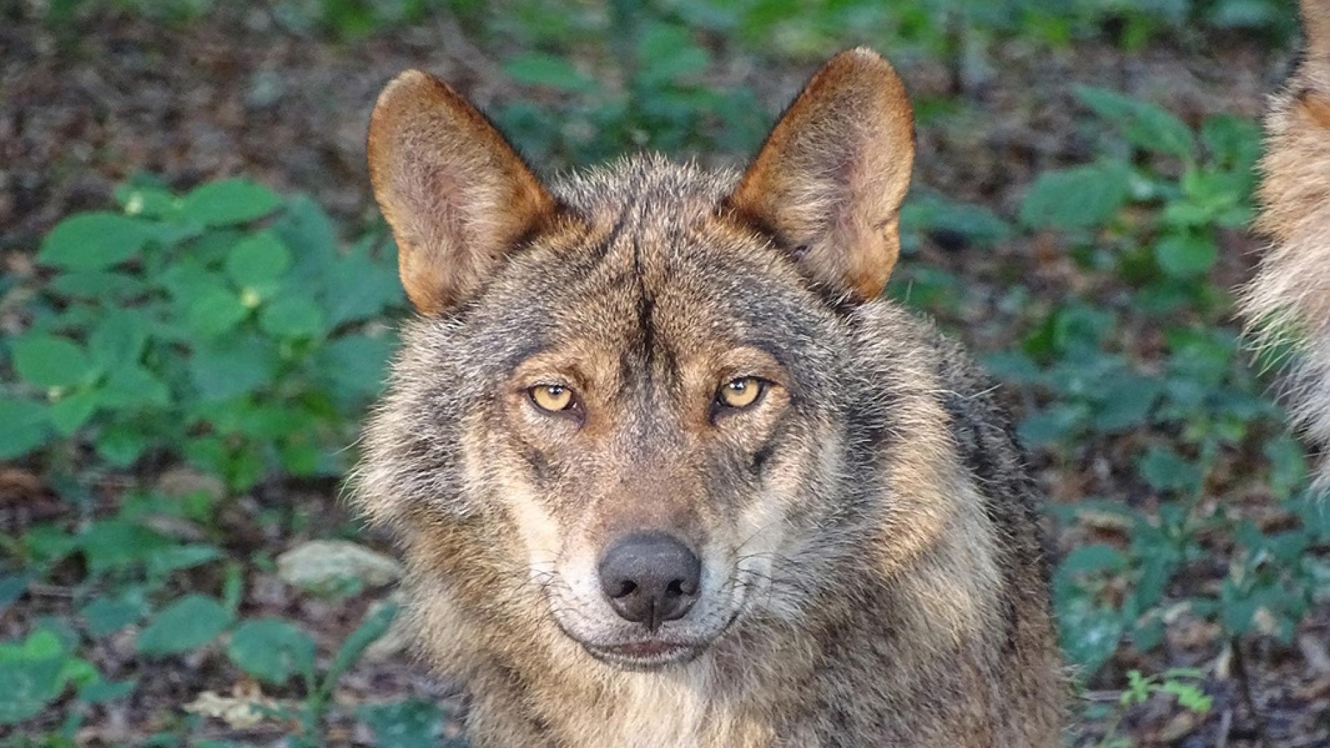 Un ejemplar de lobo ibérico