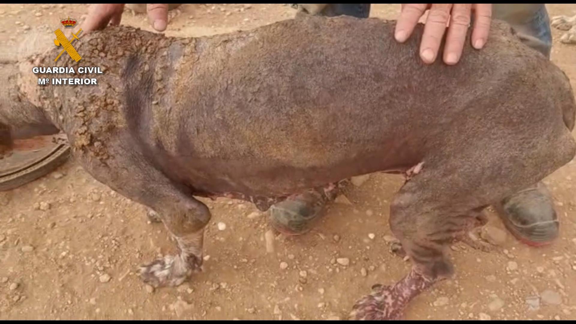 La Guardia Civil ha investigado a un hombre por un presunto delito de maltrato animal a 16 perros en la Merindad de Tudela