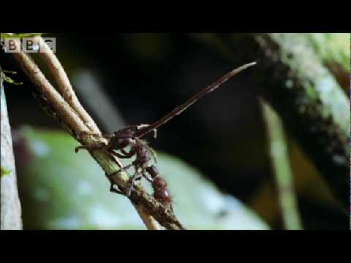 El ataque del Cordyceps a las hormigas