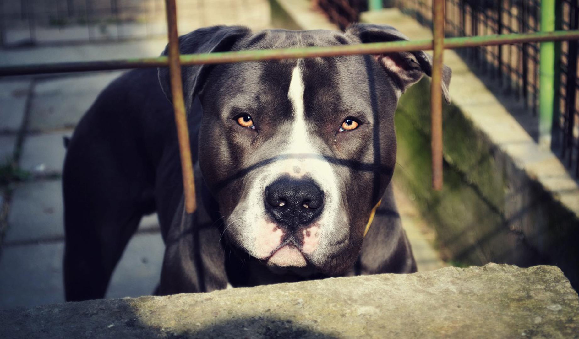 Imagen de archivo de un perro de la raza pitbull