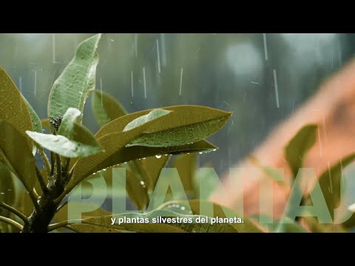 Vídeo promocional del Día Mundial de la Vida Silvestre, bajo el lema 'Alianzas en favor de la conservación de la vida silvestre'
