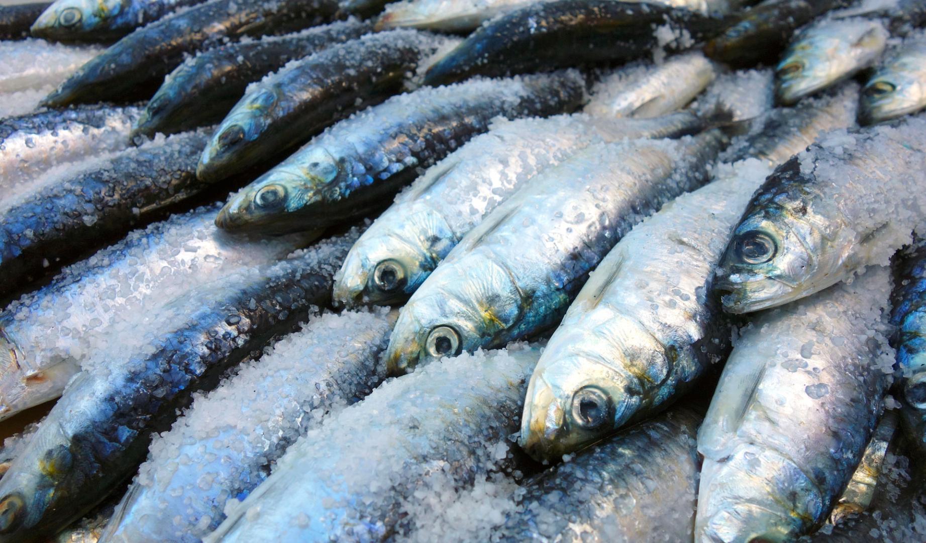 Pescado azul