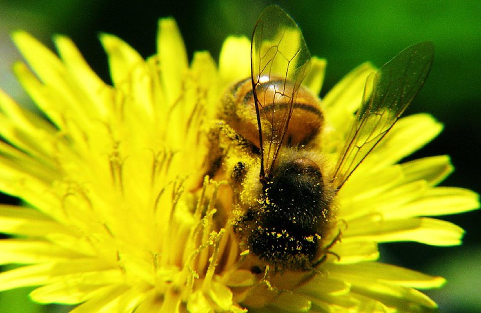 Las abejas actúan como polinizadores. Capiro