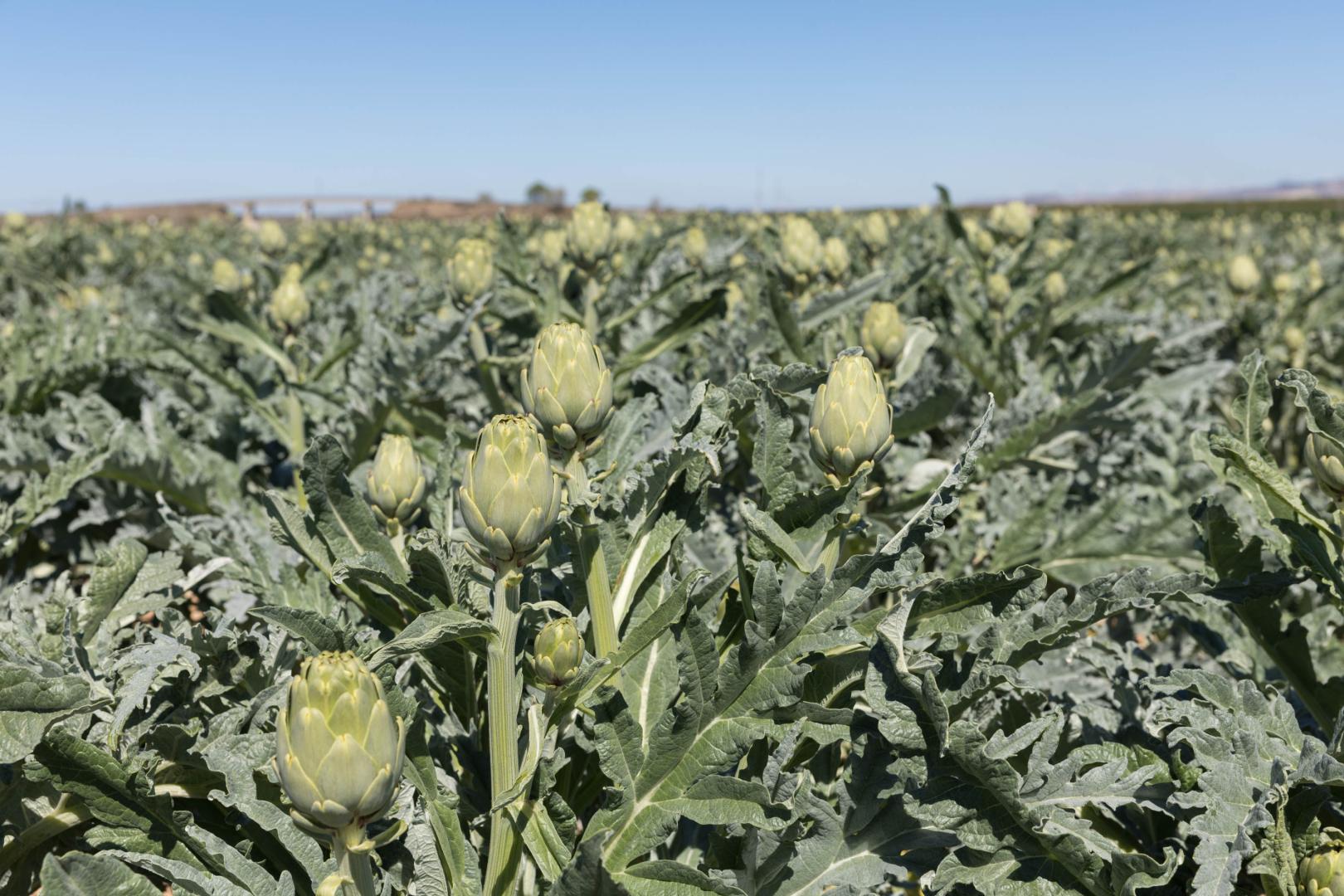 Imagen de un campo de alcachofas en Tudela