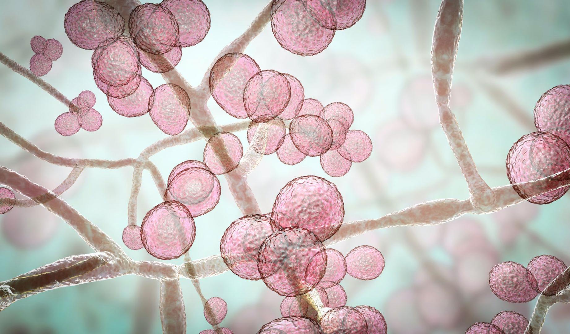 La levadura Candida auris es un patógeno emergente capaz de causar infecciones graves potencialmente mortales
