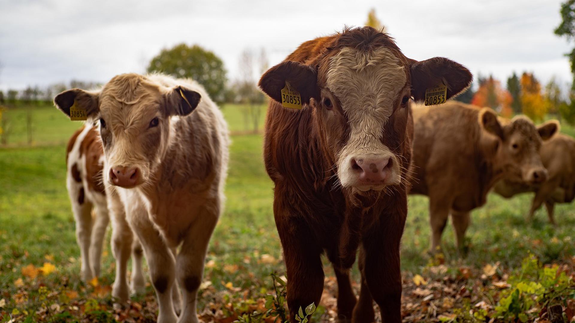 Vacas en una granja