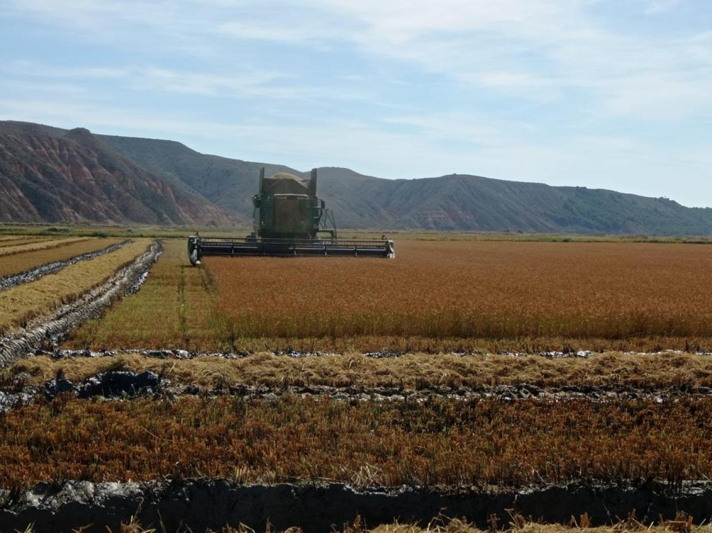 Cosecha de arroz en Arguedas