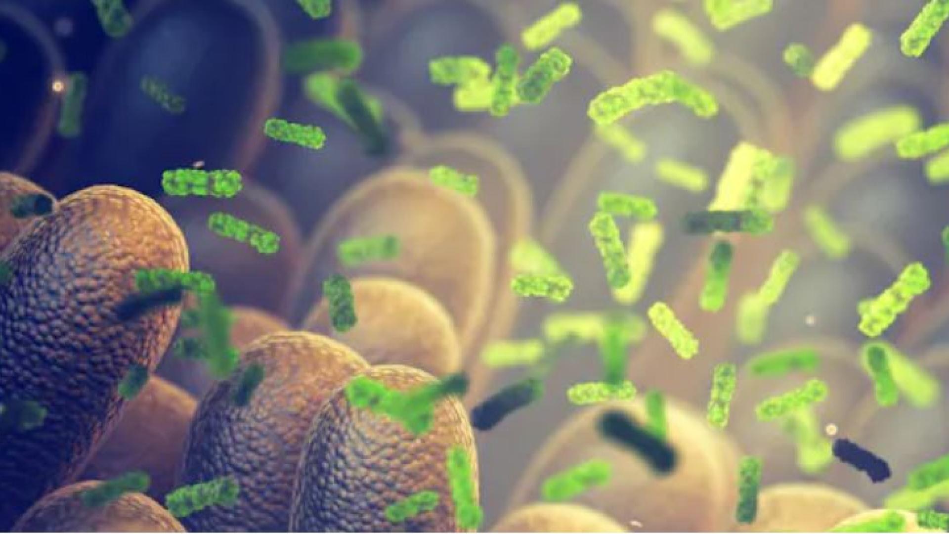 El microbioma intestinal establece comunicación con las células a través de metabolitos que interaccionan con receptores en el intestino (humanos y bacterianos) para mediar procesos biológicos