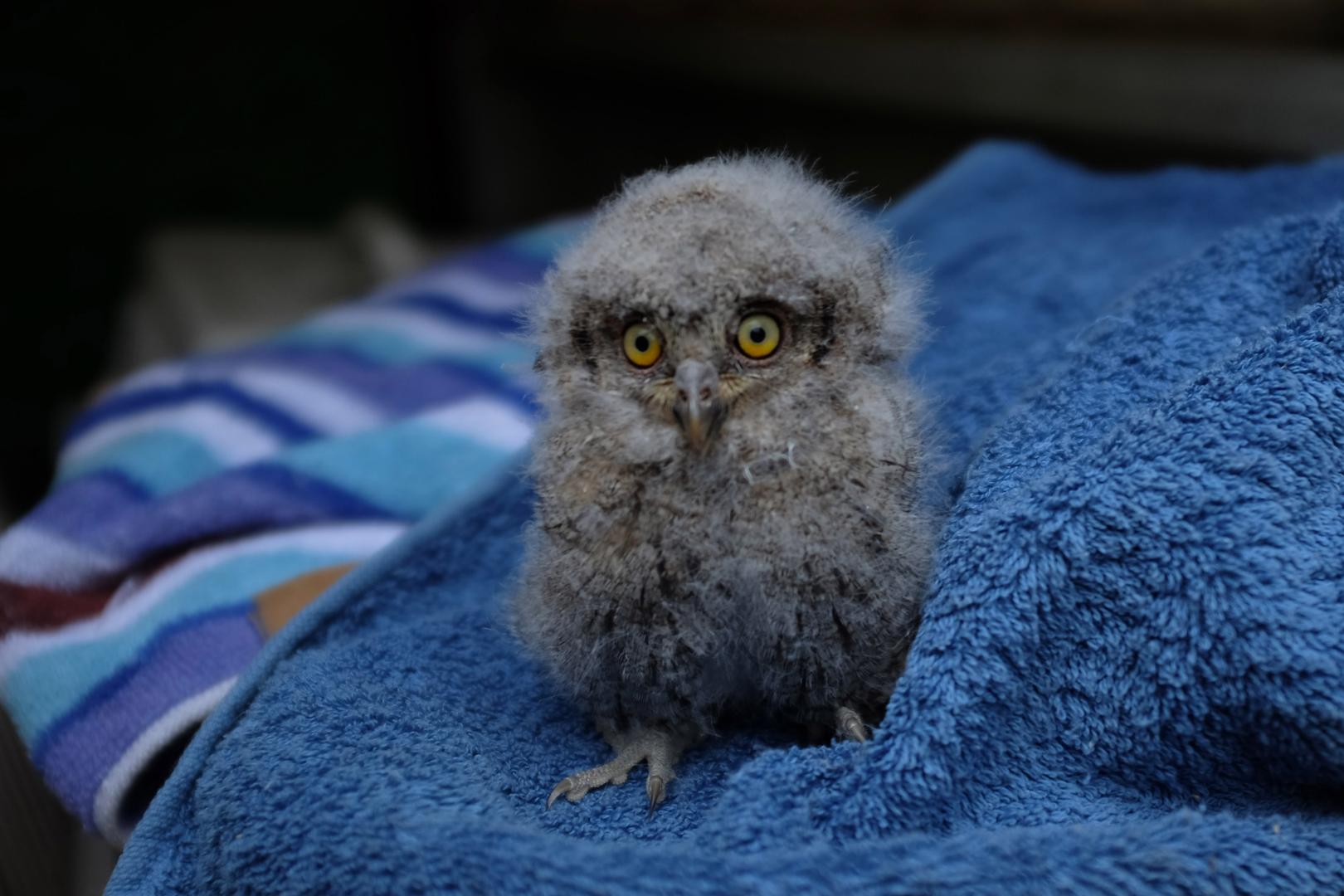 Imagen de un autillo recogido en el Centro de Recupeeración de Fauna de Ilundáin en una campaña anterior.