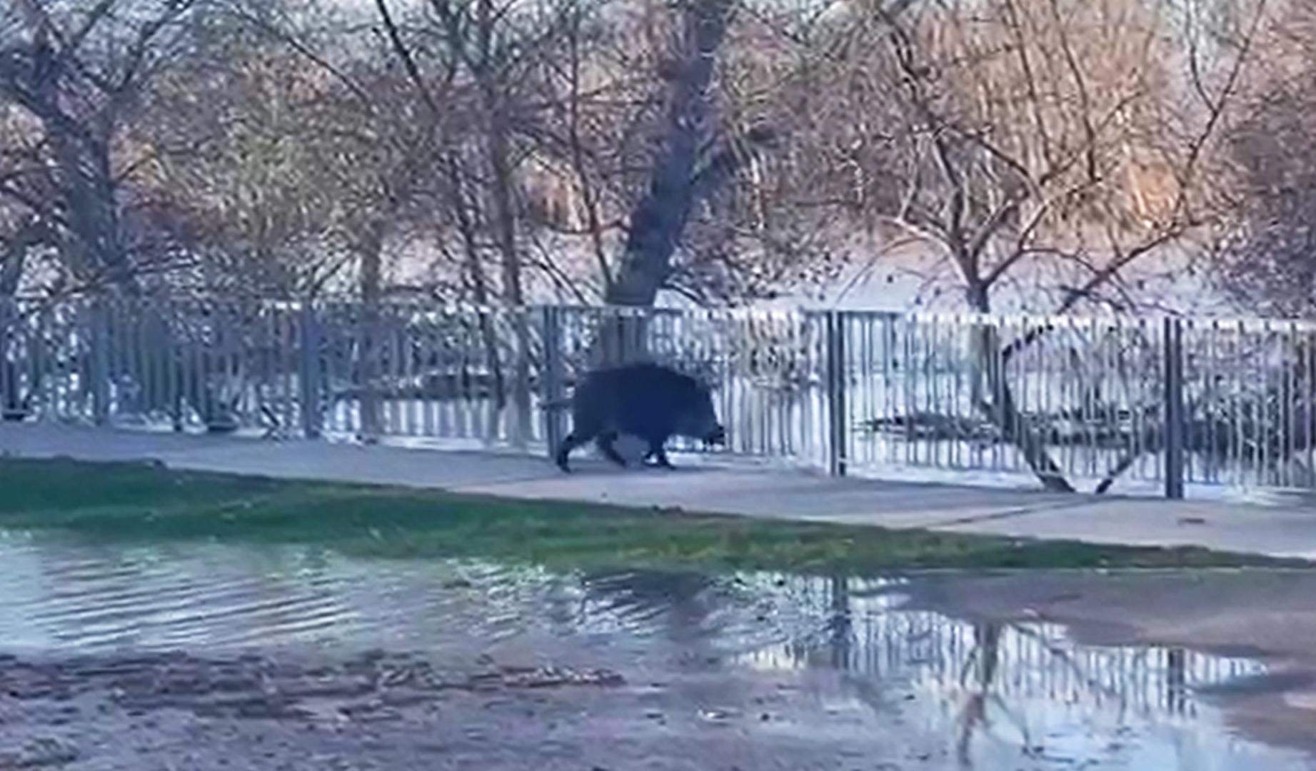 Vídeo con un jabalí desorientado por el Paseo del Prado de Tudela