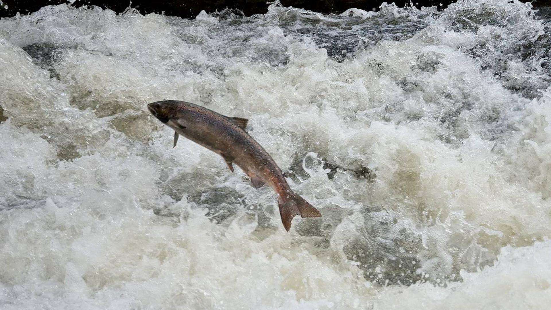 Un ejemplar de salmón remonta las aguas caudalosas de un río.