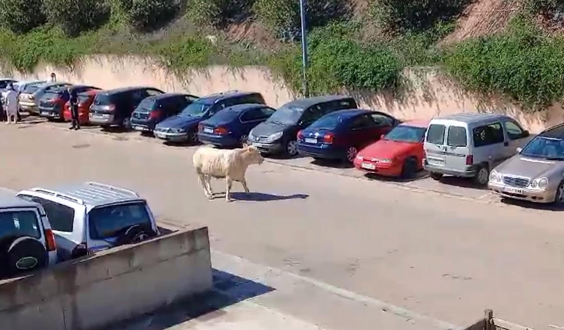 Un ternero se escapa del matadero de Tudela