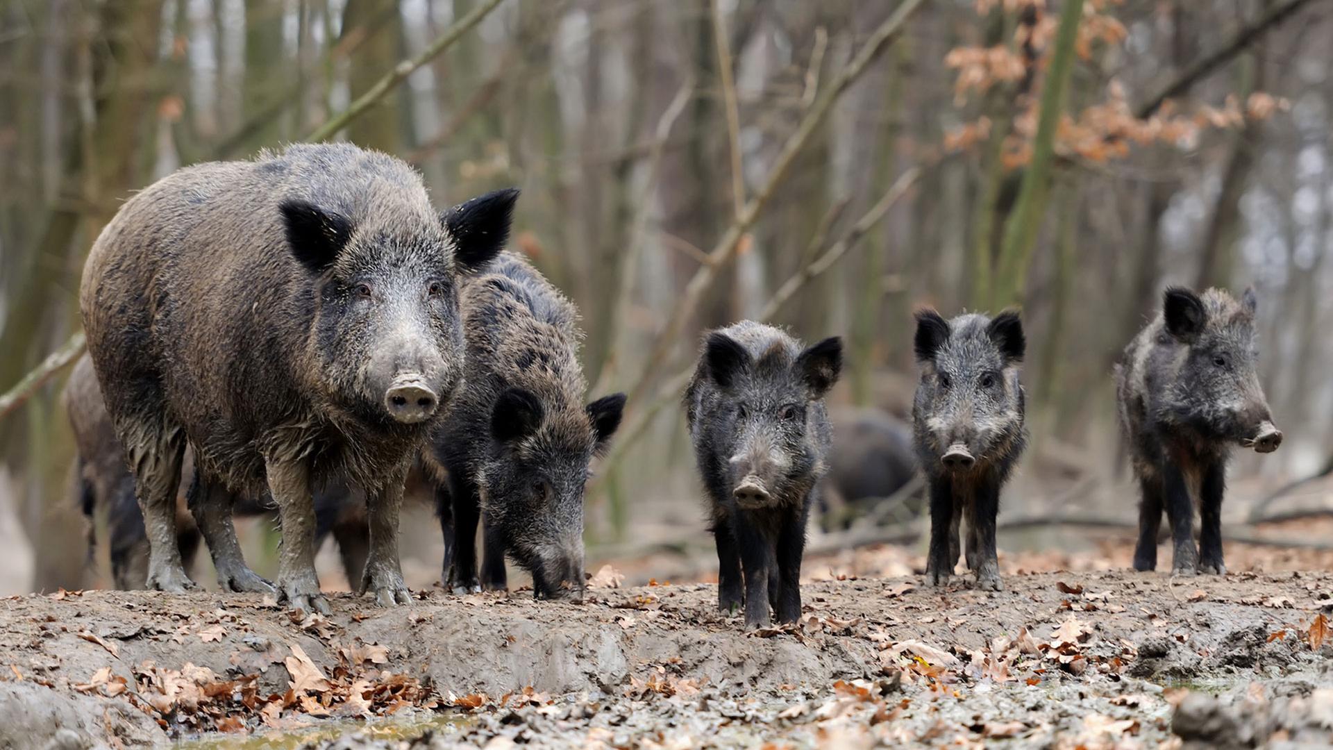 Una familia de jabalíes