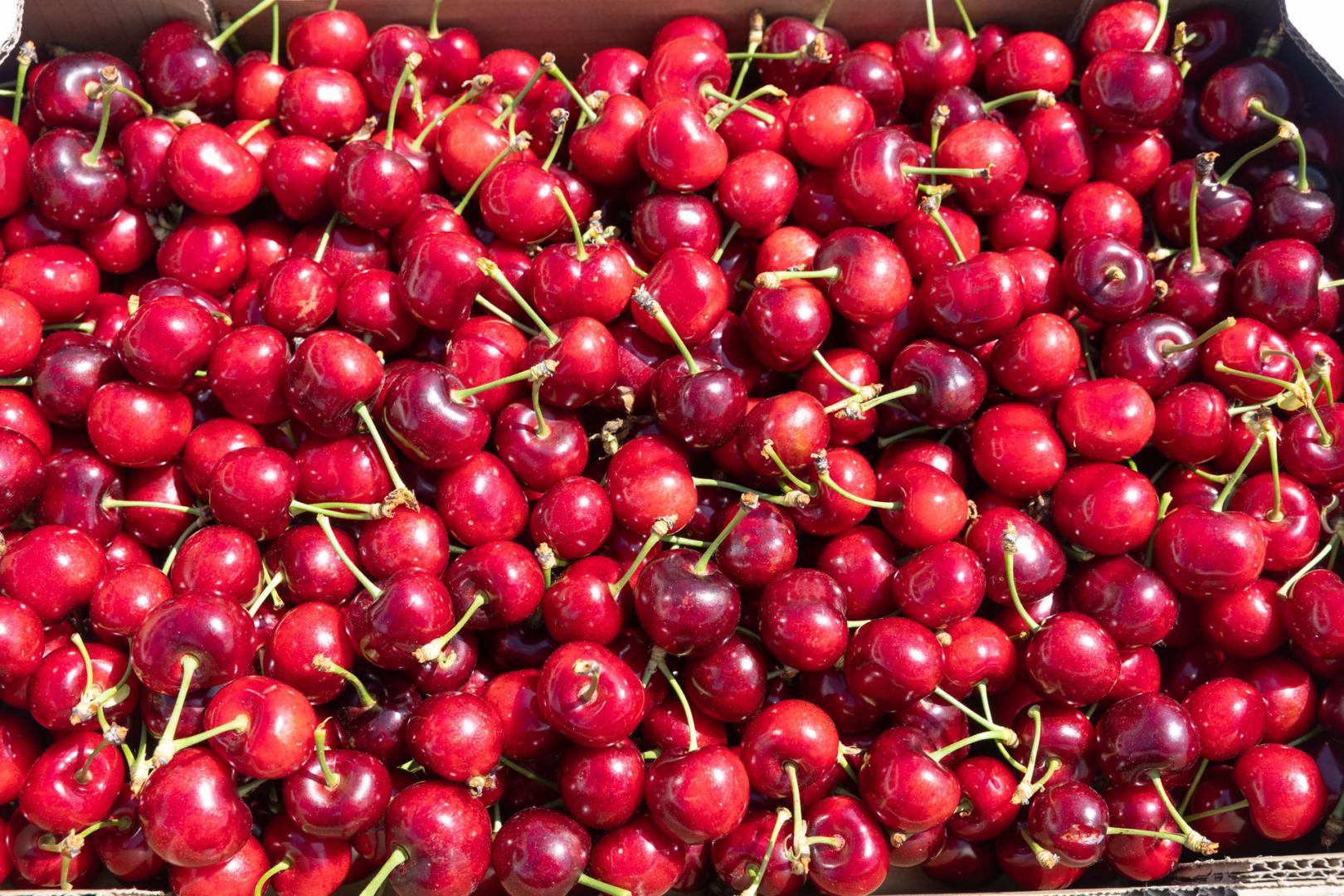 Milagro celebra el 9 de junio su Día de la Cereza