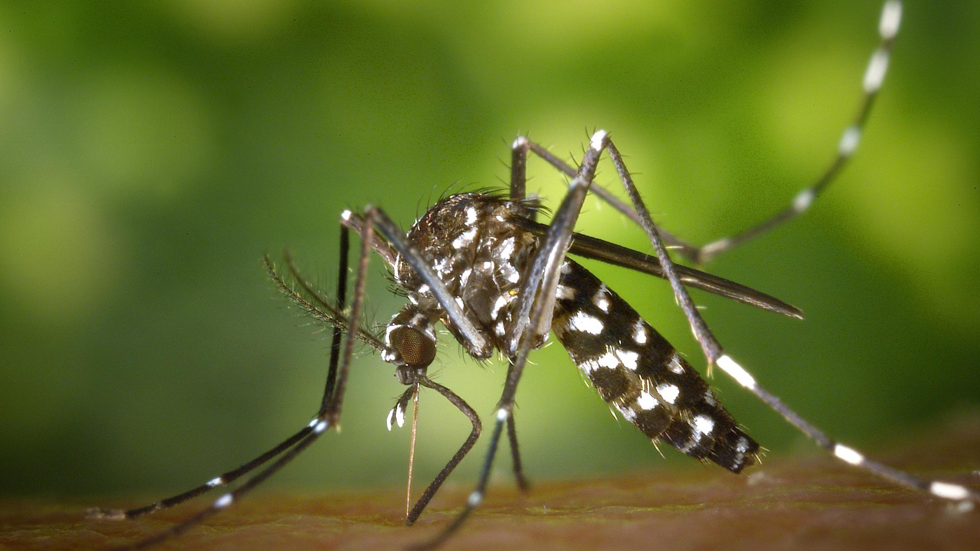 Mosquito tigre, 'Aedes albopictus'