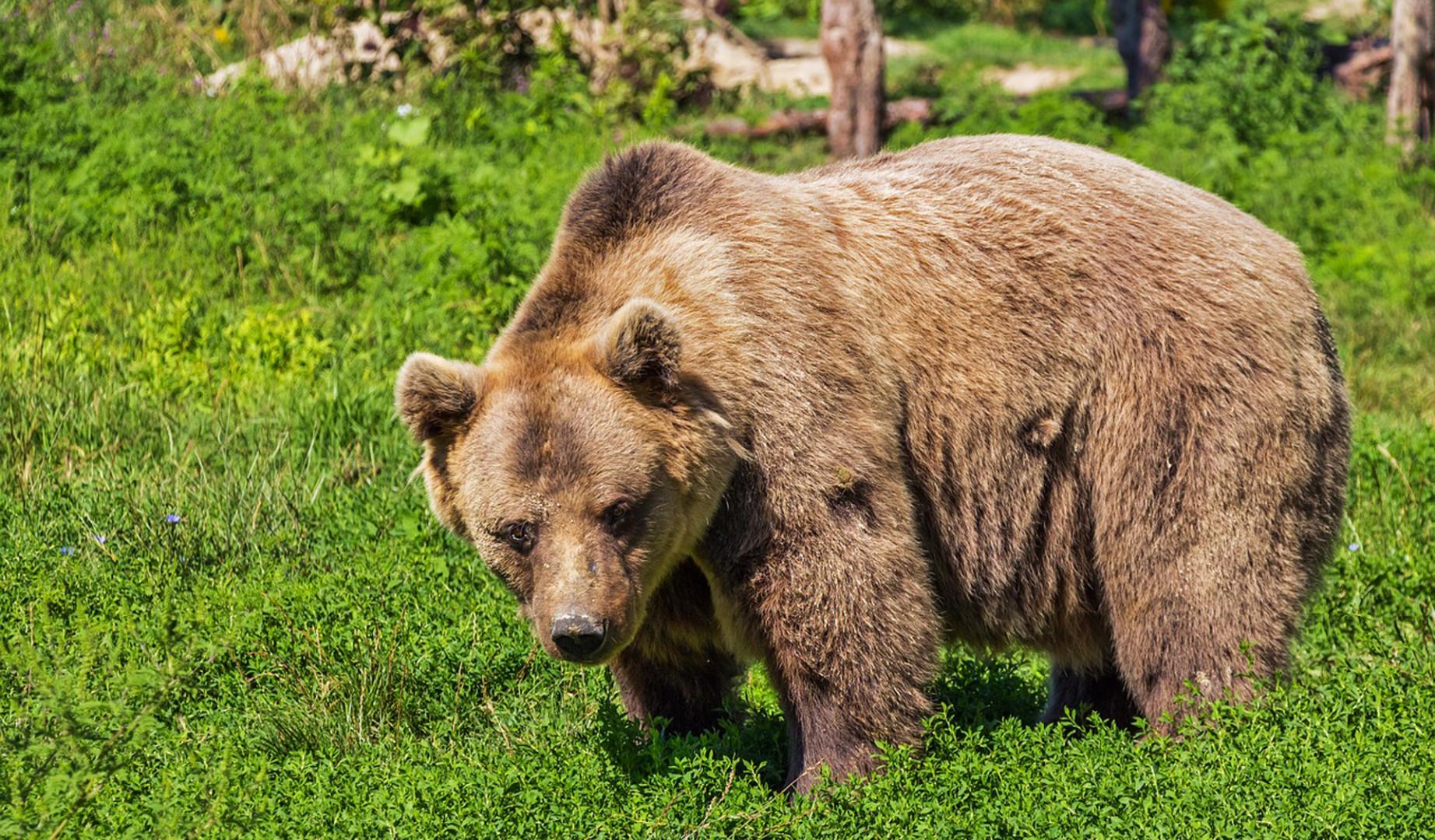 Imagen de archivo de un oso pardo