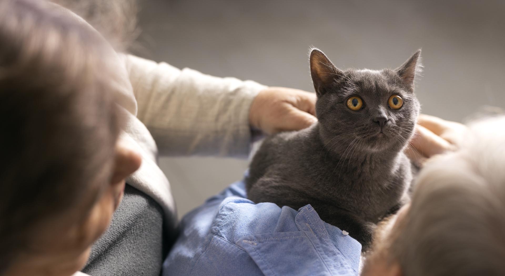 Acariciar a un gato, escuchar su ronroneo o simplemente disfrutar de su compañía ayuda a relajarse, disminuye la ansiedad y mejora el estado de ánimo