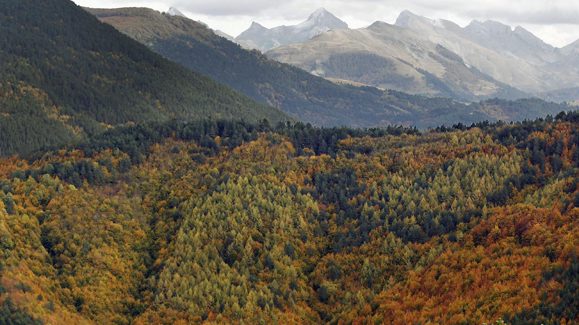 Vista de la Selva de Irati con los Pirineos de fondo