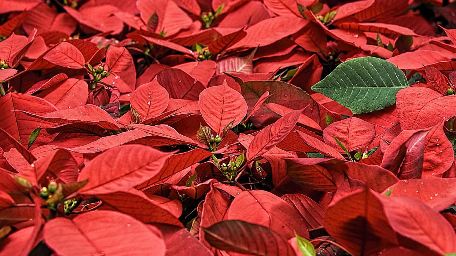 Poinsettias o flores de Pascua
