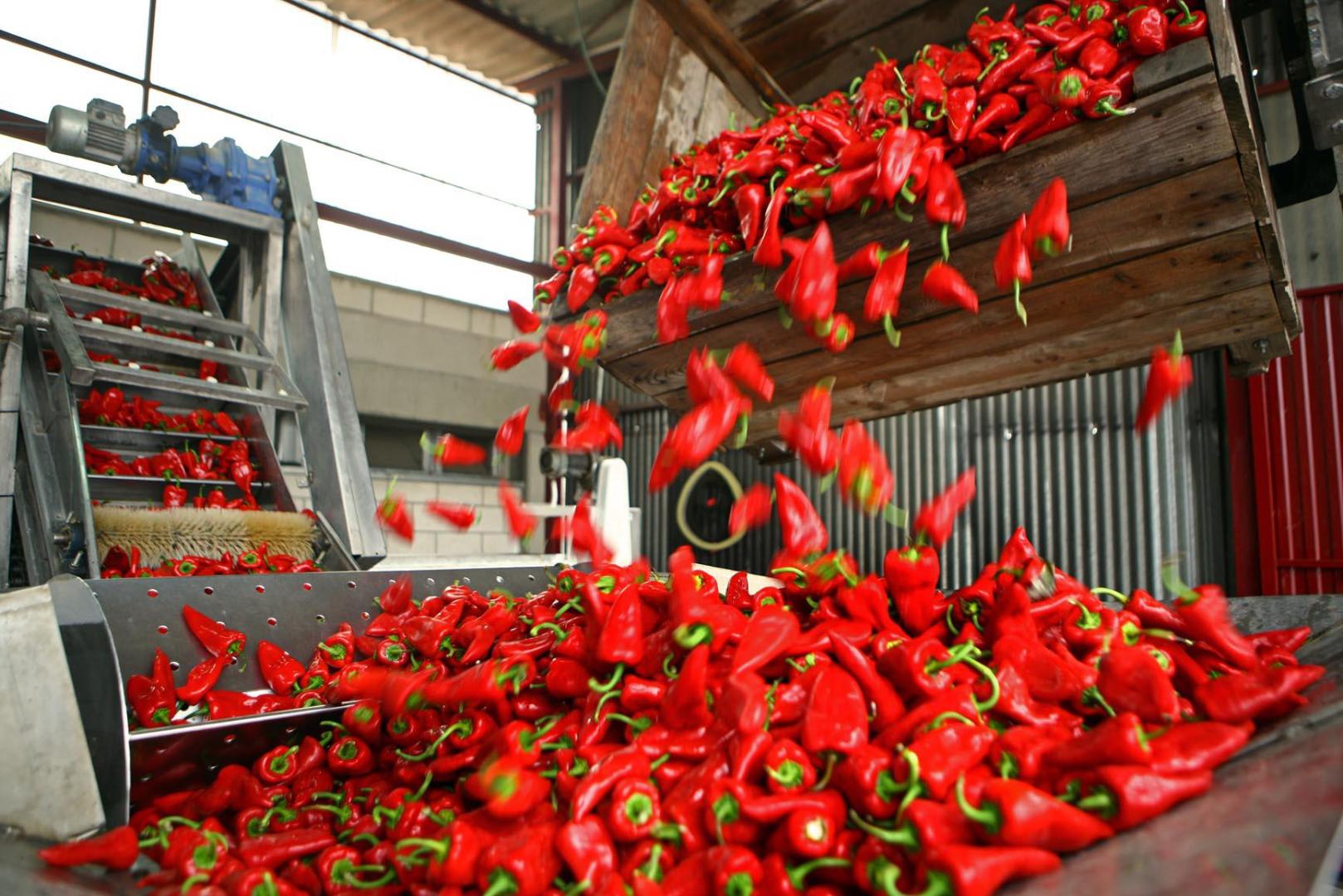 Momento del procesado de pimientos del piquillo en la cooperativa de Lodosa. Imagen de archivo