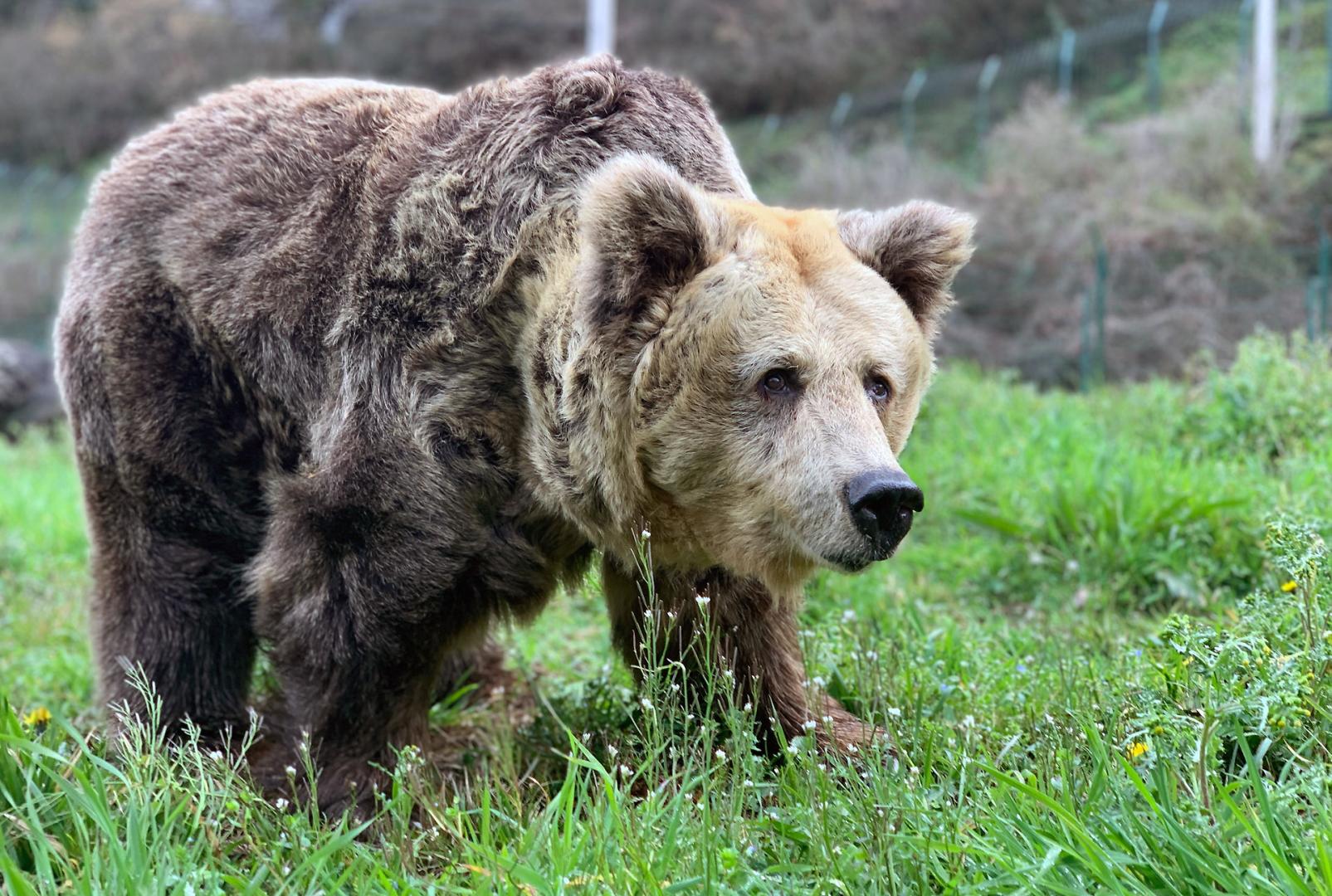 La osa Paca ha sido sacrificada este jueves para evitar un mayor sufrimiento al animal, con problemas de movilidad que se habían agravado en los últimos días y comprometían su calidad de vida
