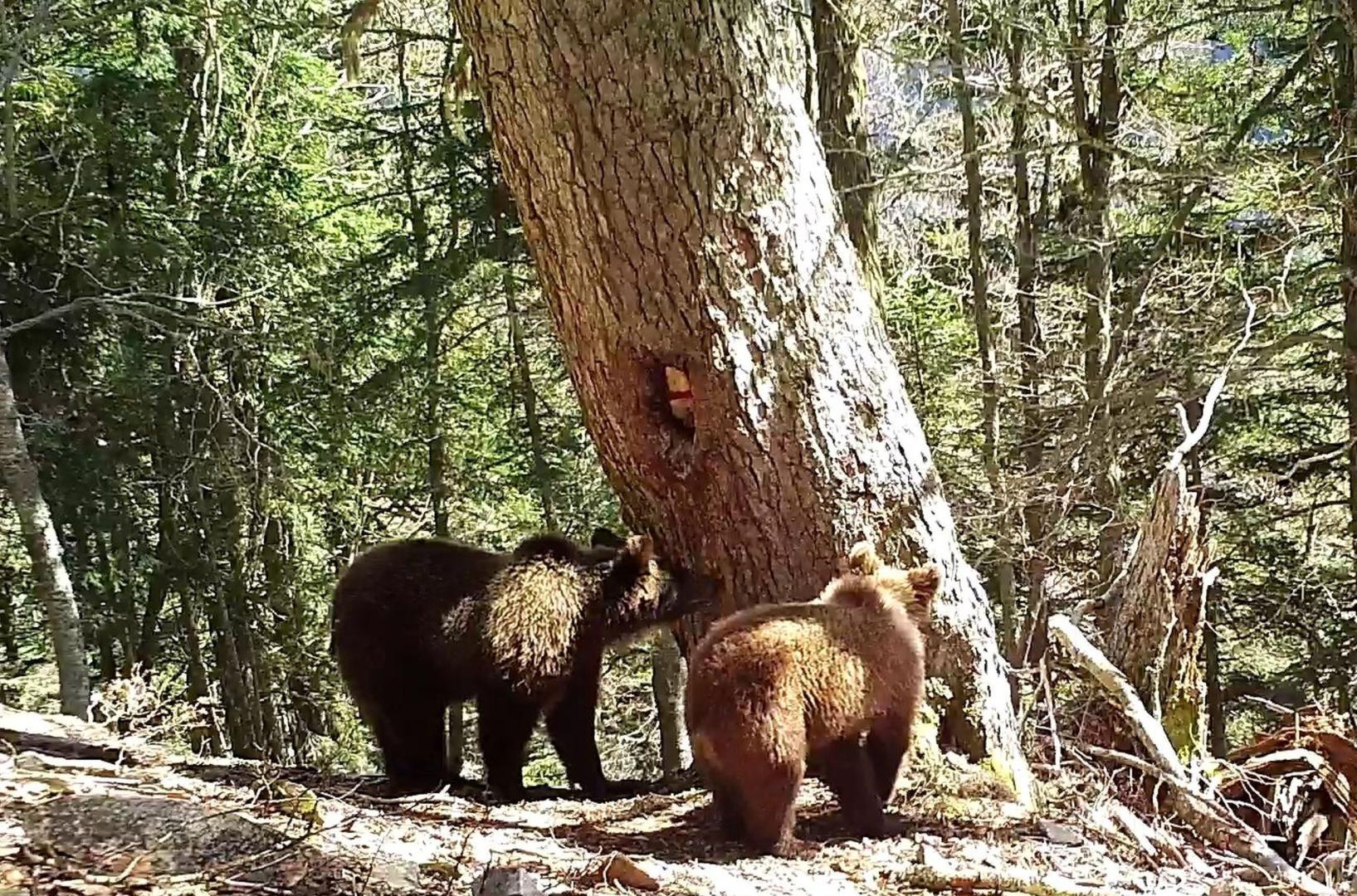 Los hermanos ‘Rey’ (el oso de la izquierda, más oscuro) y ‘Arriu’ (la osa de la derecha, más clara), nacidos en 2023, hijos de ‘Sorita’ y ‘Rodri’, fotografiados en el Pirineo francés próximo a la muga con Navarra en abril de 2024.