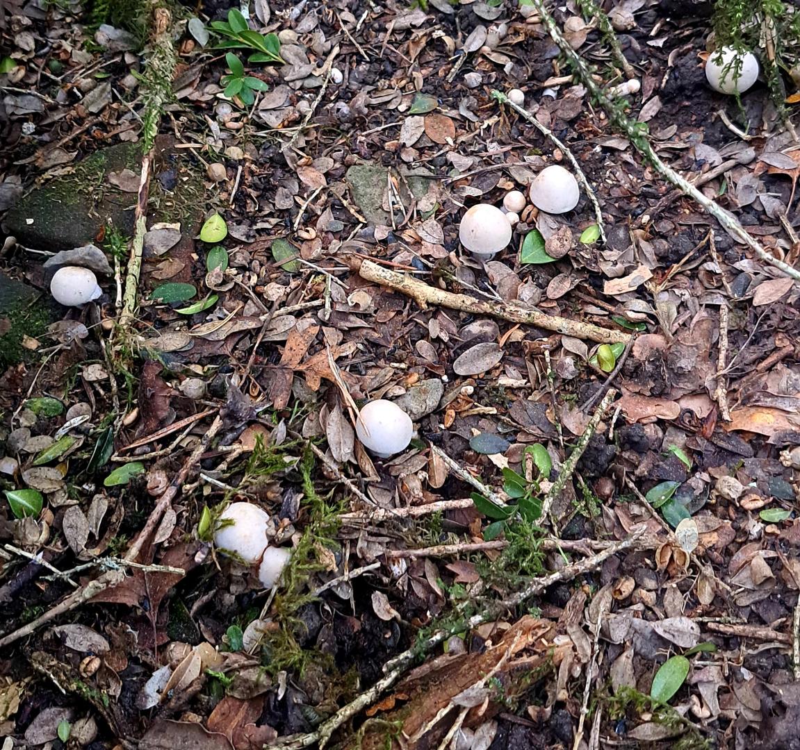 Ejemplares pequeños de perretxikos que es mejor no cortar para favorecer que se mantengan los setales.