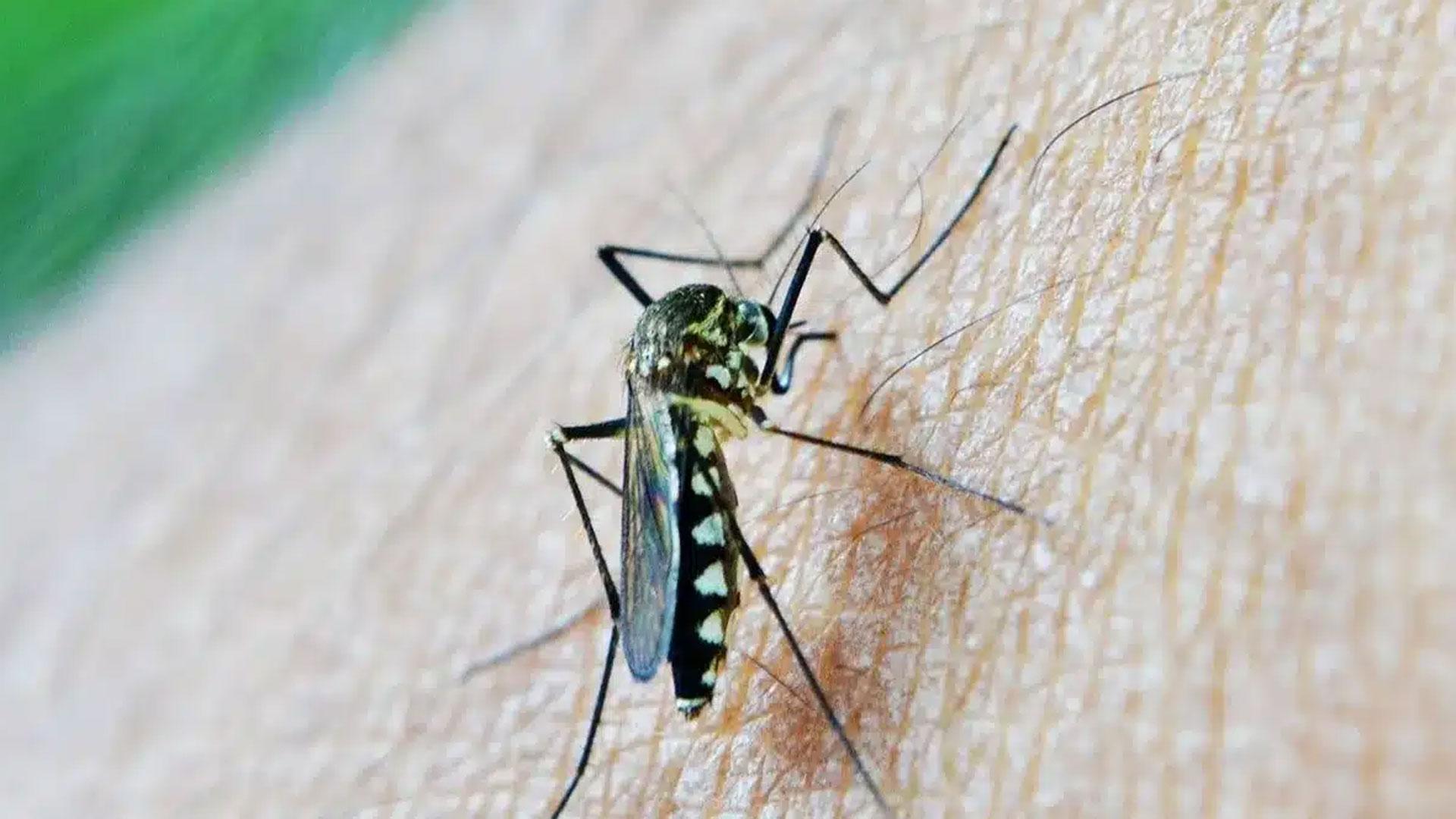 La fiebre del Nilo Occidental se transmite por los mosquitos del género Culex