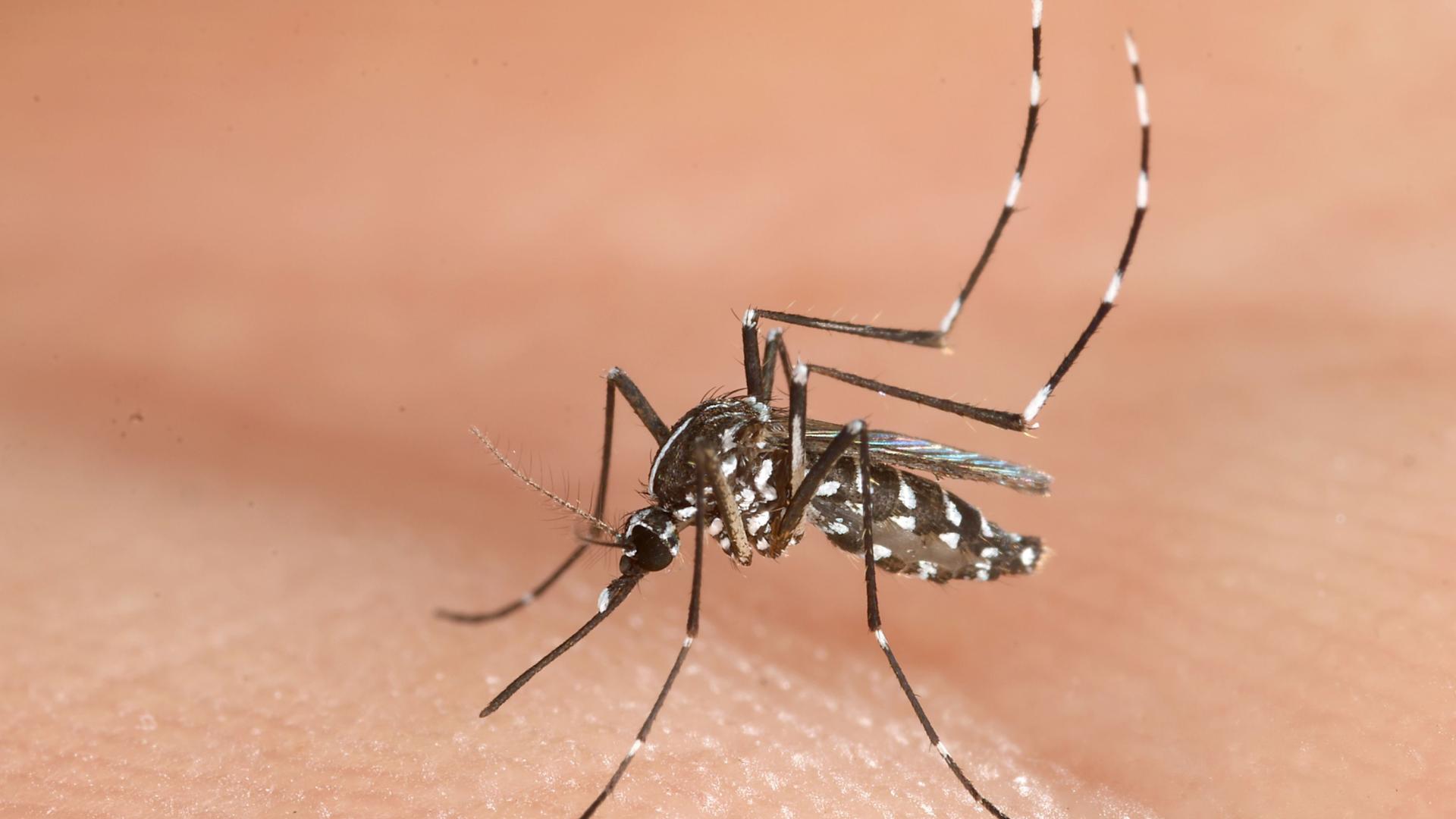 Un ejemplar de mosquito tigre posado sobre piel humana