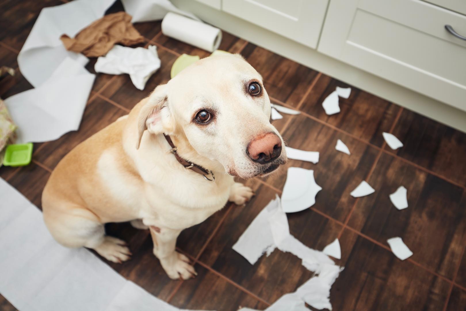 Tu mascota, por muy dócil que sea, puede causar daños a otras personas, aunque sea de forma involuntaria.