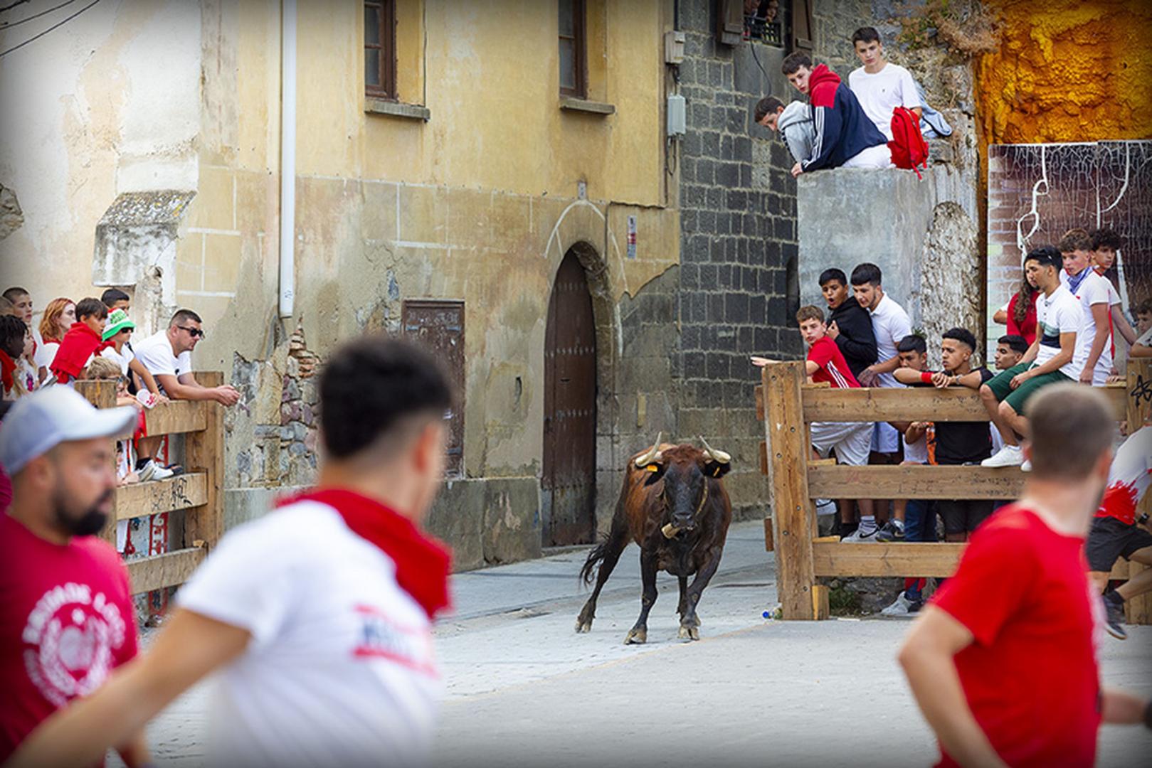 Suelta de vacas en la plaza del Mercado durante las fiestas de Aoiz de 2024