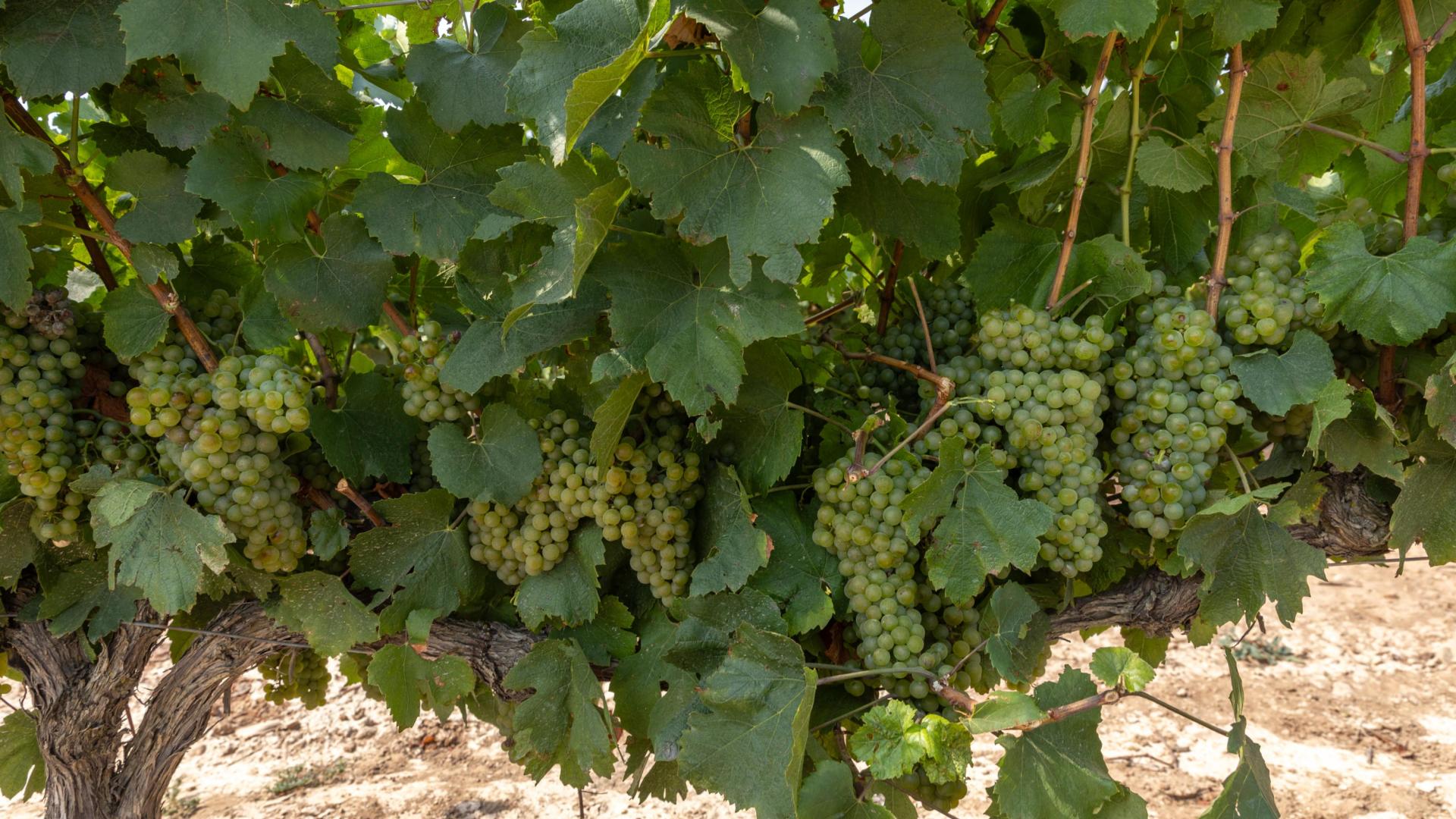 Imagen de un viñedo de uva chardonnay