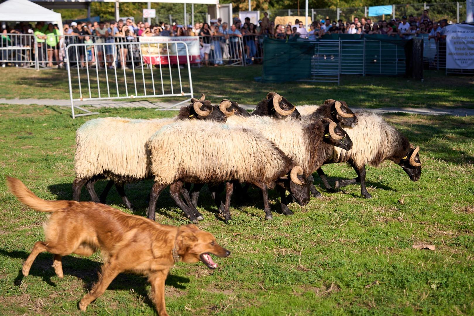 Primera edición de 'Autentika', feria de razas autóctonas de Navarra. Demostración de perro pastor vasco