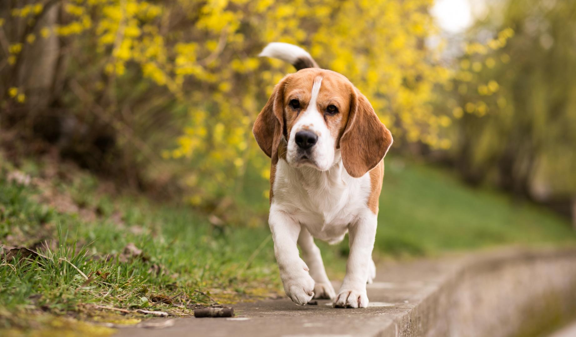 Si tienes dudas sobre qué vacunas necesita tu mascota, consulta siempre con un veterinario