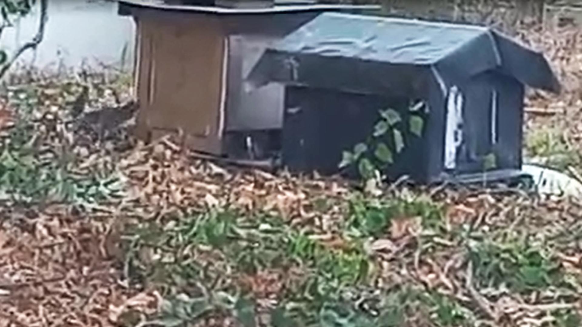 Vídeo con las ratas okupas de la colonia felina de Lezkairu