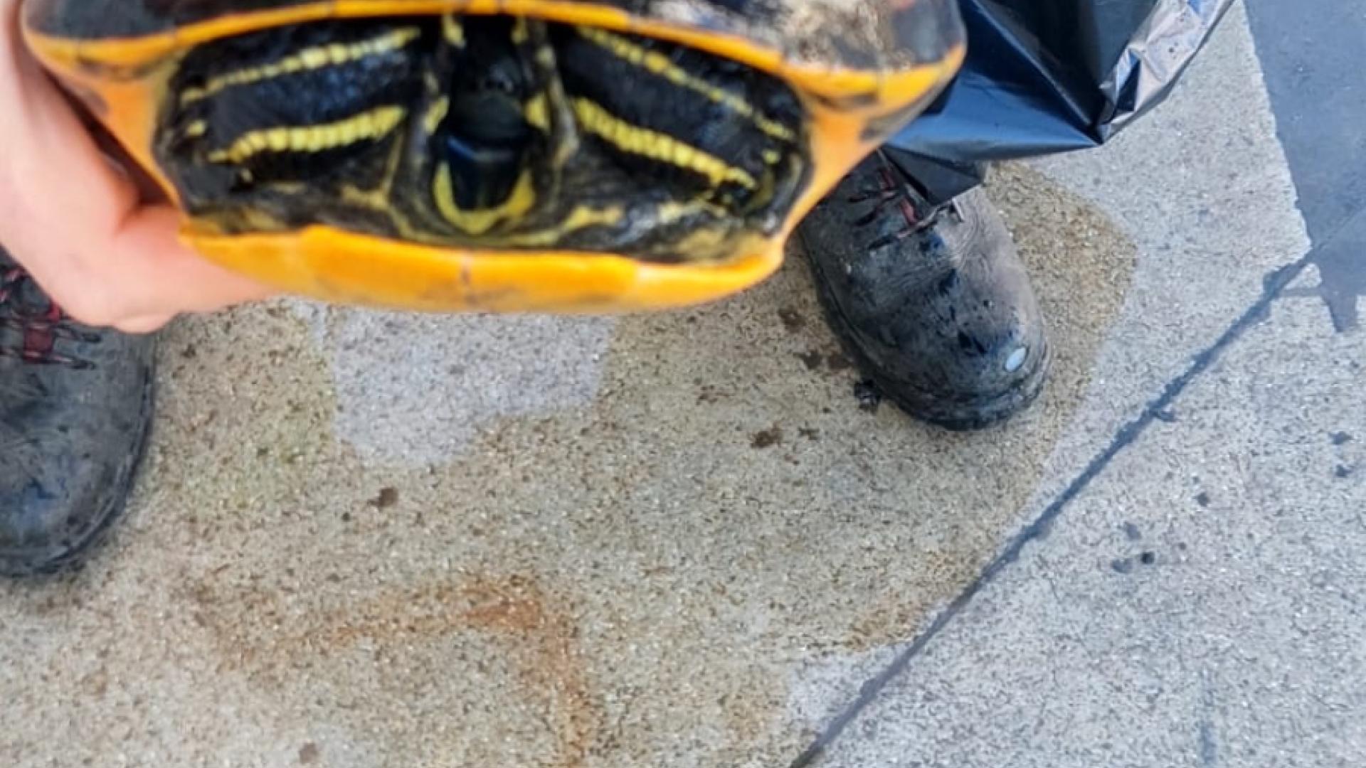 La tortuga encontrada en el lago de Erripagaña