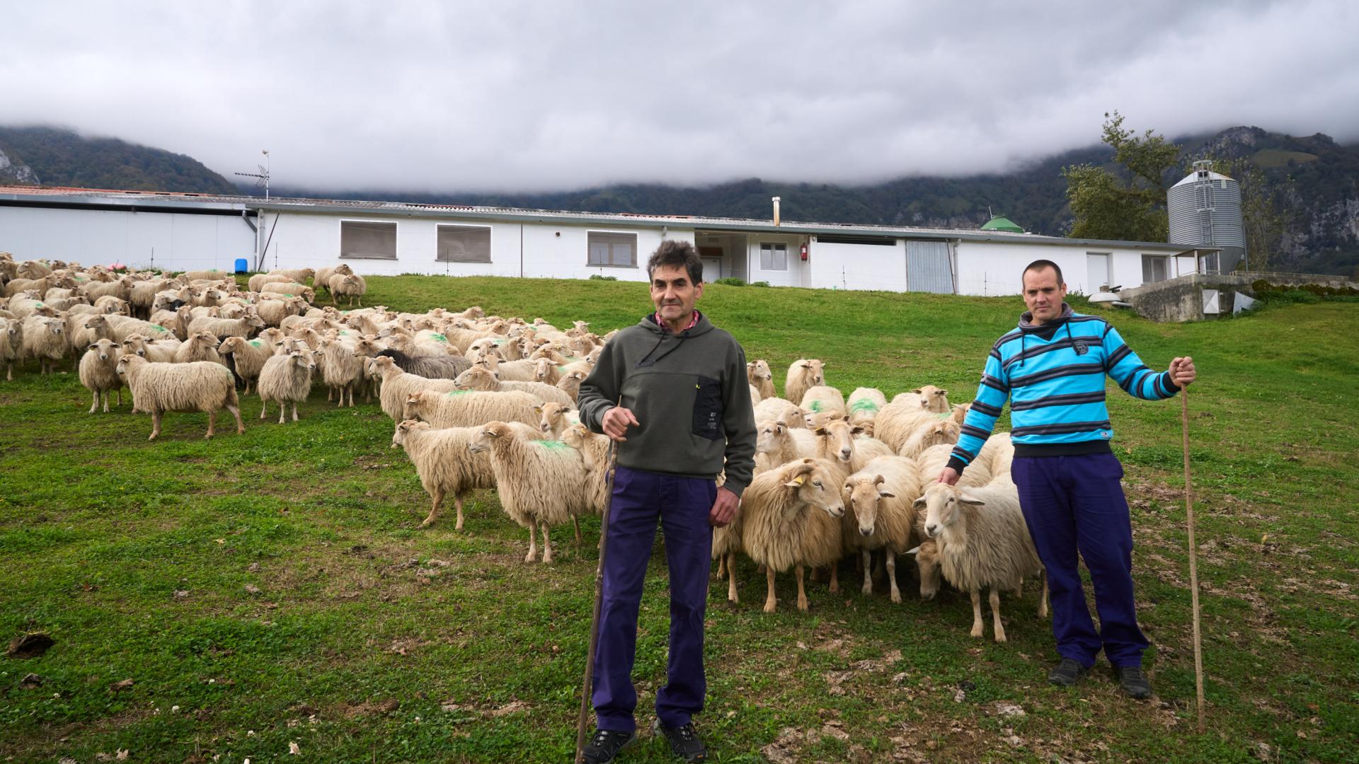 Juan Luis Pellejero Saralegui, de 65 años, y Javier Saralegui Otamendi, de 43, con parte del rebaño traspasado en Gaintza