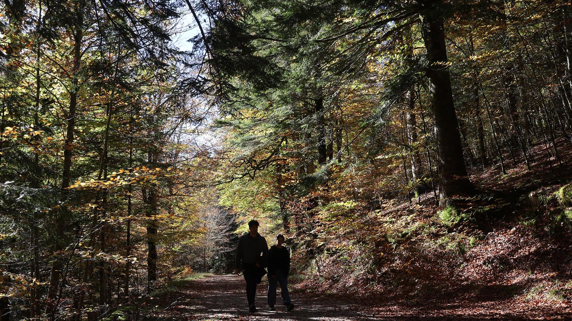 Fotos del otoño en la Selva de Irati